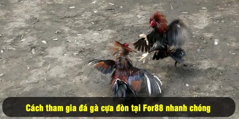 Đá Gà Cựa Đòn For88: Thỏa Đam Mê, Cháy Cùng Chiến Kê 2 - Cách tham gia đá gà cựa đòn nhanh chóng