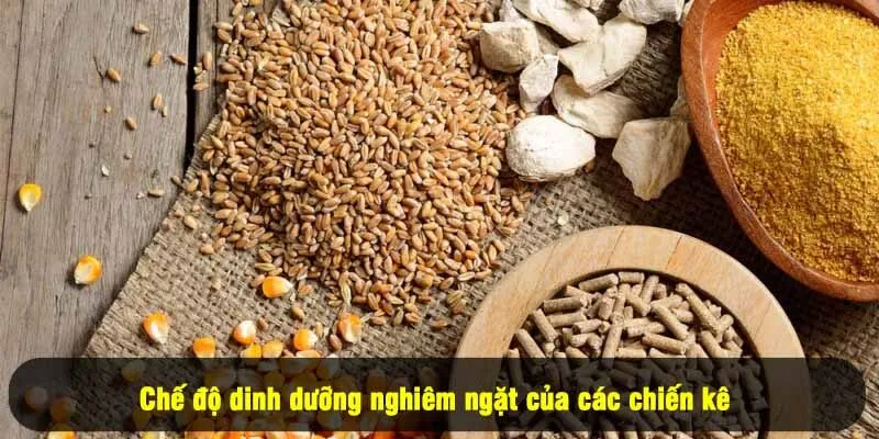 Bí Quyết Chăm Sóc Gà Chọi - Độc Quyền Từ For88 3 - Chế độ dinh dưỡng nghiêm ngặt của các chiến kê