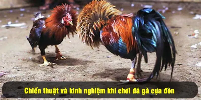 Đá Gà Cựa Đòn For88: Thỏa Đam Mê, Cháy Cùng Chiến Kê 3 - Chiến thuật và kinh nghiệm khi chơi đá gà cựa đòn