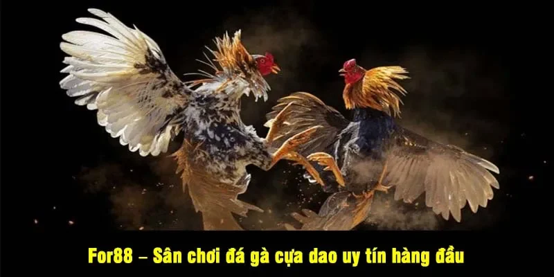 Đá Gà Cựa Dao For88 – Sân Chơi “Đẫm Máu” Đầy Kịch Tính 2 - For88 – Sân chơi đá gà cựa dao uy tín hàng đầu