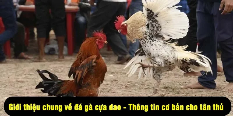 Đá Gà Cựa Dao For88 – Sân Chơi “Đẫm Máu” Đầy Kịch Tính 1 - Giới thiệu chung về đá gà cựa dao - Thông tin cơ bản cho tân thủ