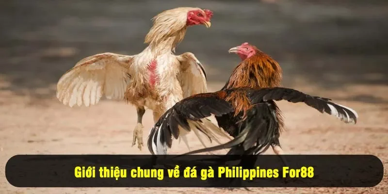 Đá Gà Philippines 2025 – Điều Gì Tạo Nên Sức Hút Không Tưởng? 1 - Giới thiệu chung về đá gà Philippines For88