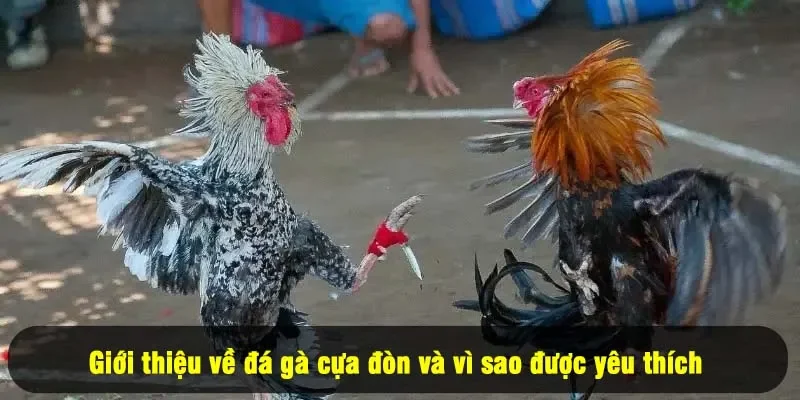 Đá Gà Cựa Đòn For88: Thỏa Đam Mê, Cháy Cùng Chiến Kê 1 - Giới thiệu về đá gà cựa đòn và vì sao được yêu thích