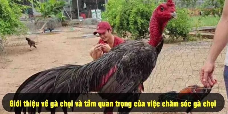 Bí Quyết Chăm Sóc Gà Chọi - Độc Quyền Từ For88 1 - Giới thiệu về gà chọi và tầm quan trọng của bí quyết chăm sóc gà chọi
