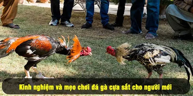 Đá Gà Cựa Sắt For88 - Kịch Tính Rinh Thưởng 2025 3 - Kinh nghiệm và mẹo chơi đá gà cựa sắt cho người mới
