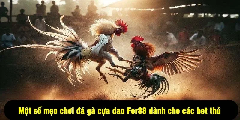 Đá Gà Cựa Dao For88 – Sân Chơi “Đẫm Máu” Đầy Kịch Tính 3 - Một số mẹo chơi đá gà cựa dao For88 dành cho các bet thủ