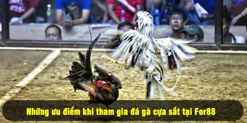 Đá Gà Cựa Sắt For88 - Kịch Tính Rinh Thưởng 2025 2 - Những ưu điểm khi tham gia đá gà cựa sắt tại For88