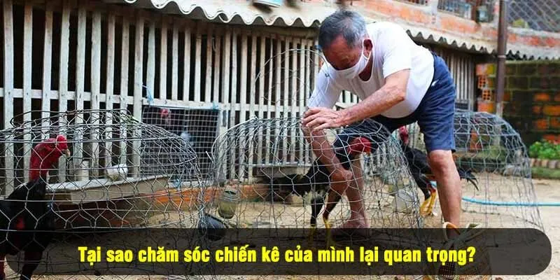 Bí Quyết Chăm Sóc Gà Chọi - Độc Quyền Từ For88 2 - Tại sao chăm sóc chiến kê của mình lại quan trọng?