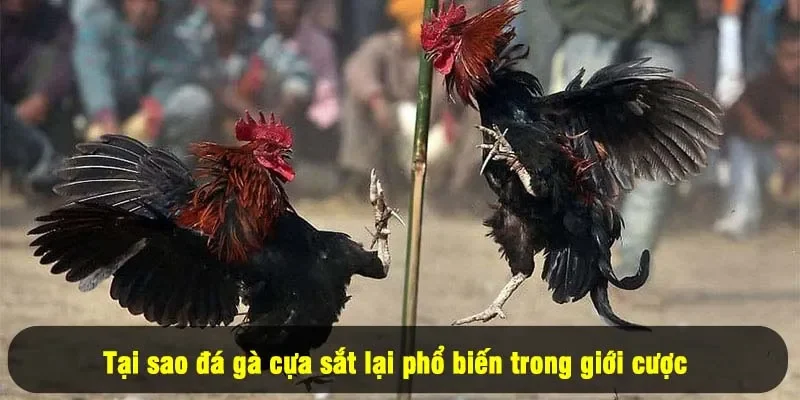 Đá Gà Cựa Sắt For88 - Kịch Tính Rinh Thưởng 2025 1 - Tại sao đá gà cựa sắt lại phổ biến trong giới cược